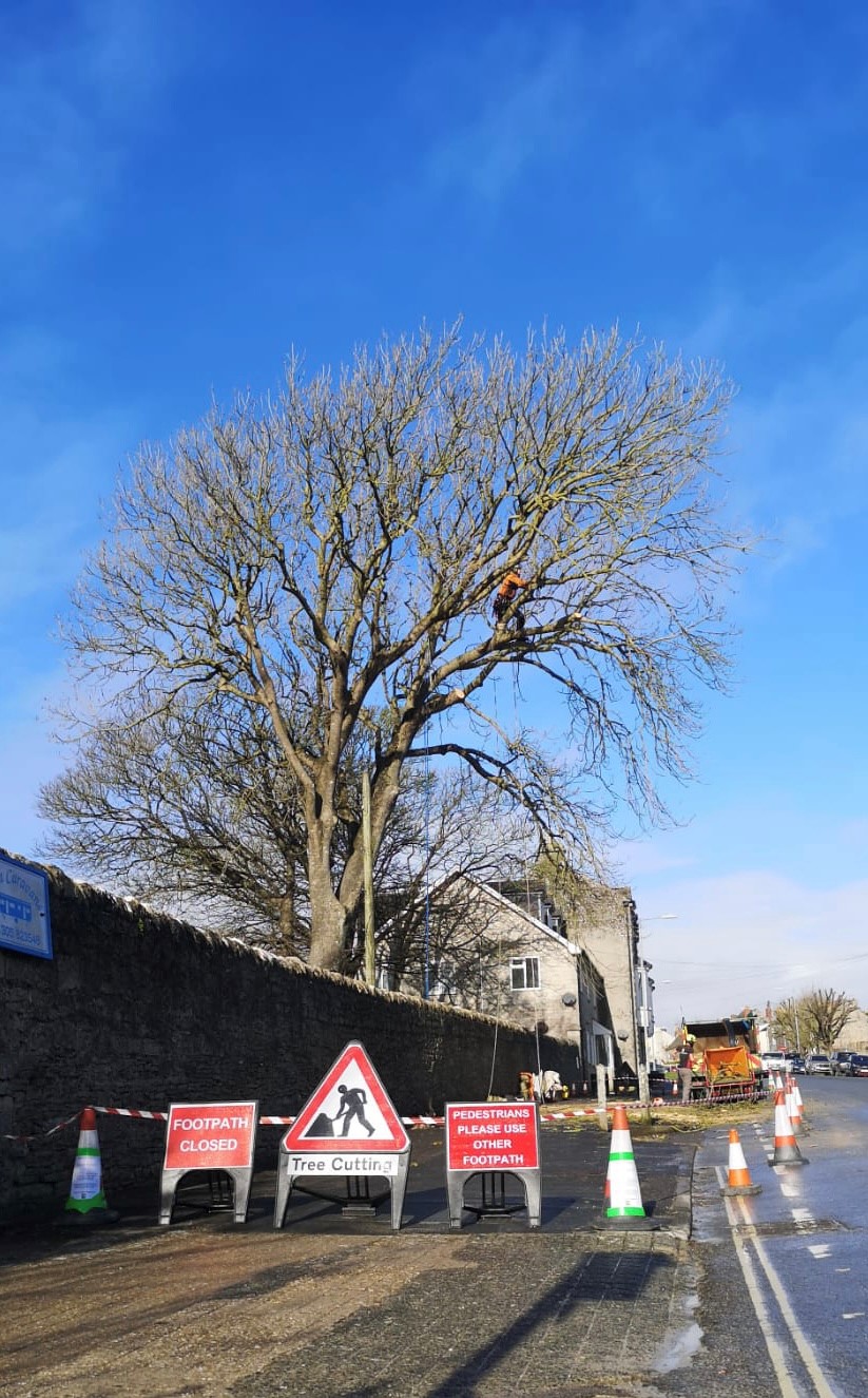 Tree pruning services in Dorchester, Weymouth & Portland | Dorset Treeworx Ltd