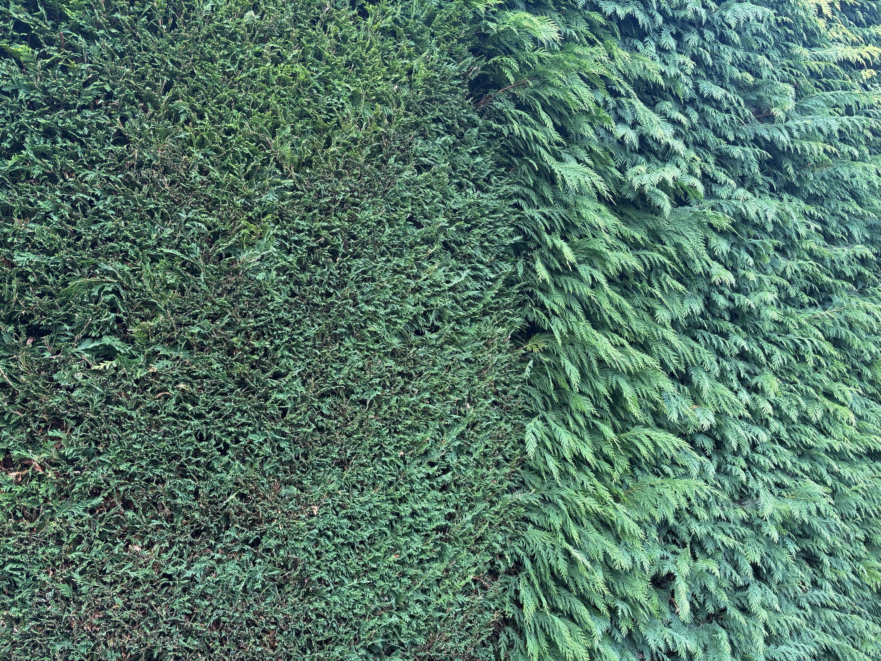 Hedge cutting services in Dorchester, Weymouth & Portland | Dorset Treeworx Ltd