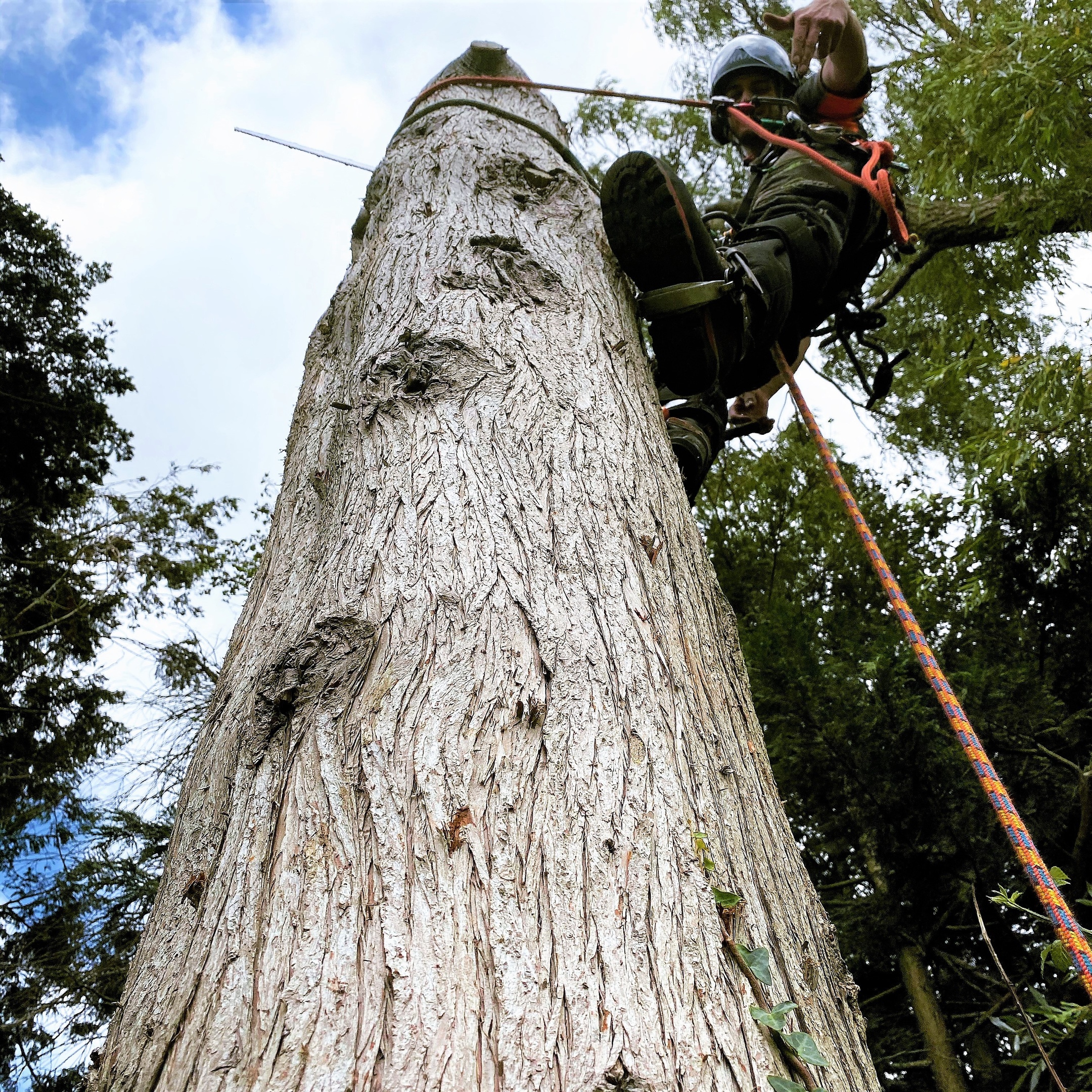 Dorchester tree removal. Tree services near me offering tree care, tree removal, tree stump grinding, hedge trimming for private and commercial clients at Dorset Treeworx Ltd.