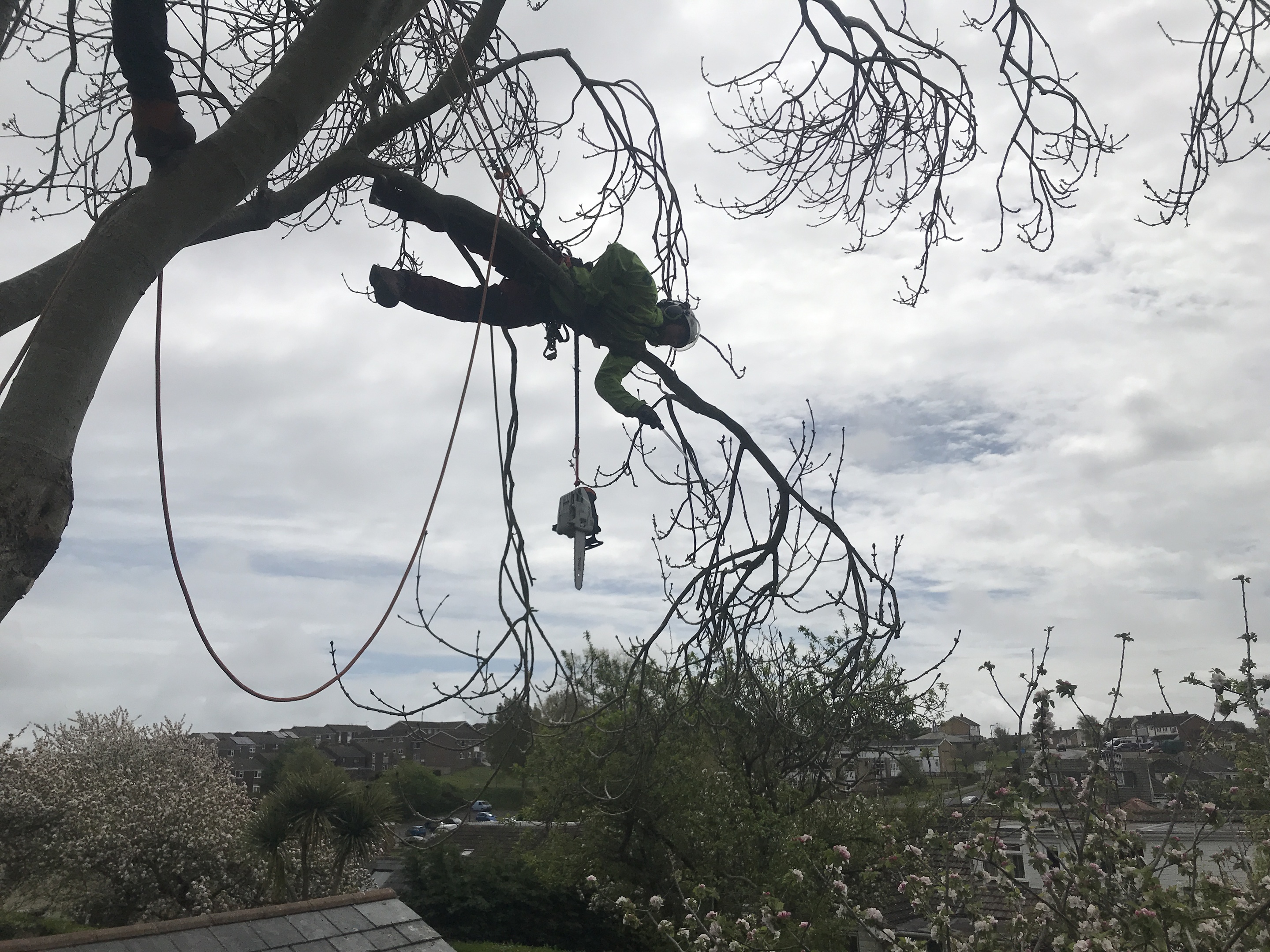 Tree pruning in Dorchester, Weymouth & Portland. Tree services near me offering tree care, tree removal, tree stump grinding, hedge trimming for private and commercial clients at Dorset Treeworx Ltd.