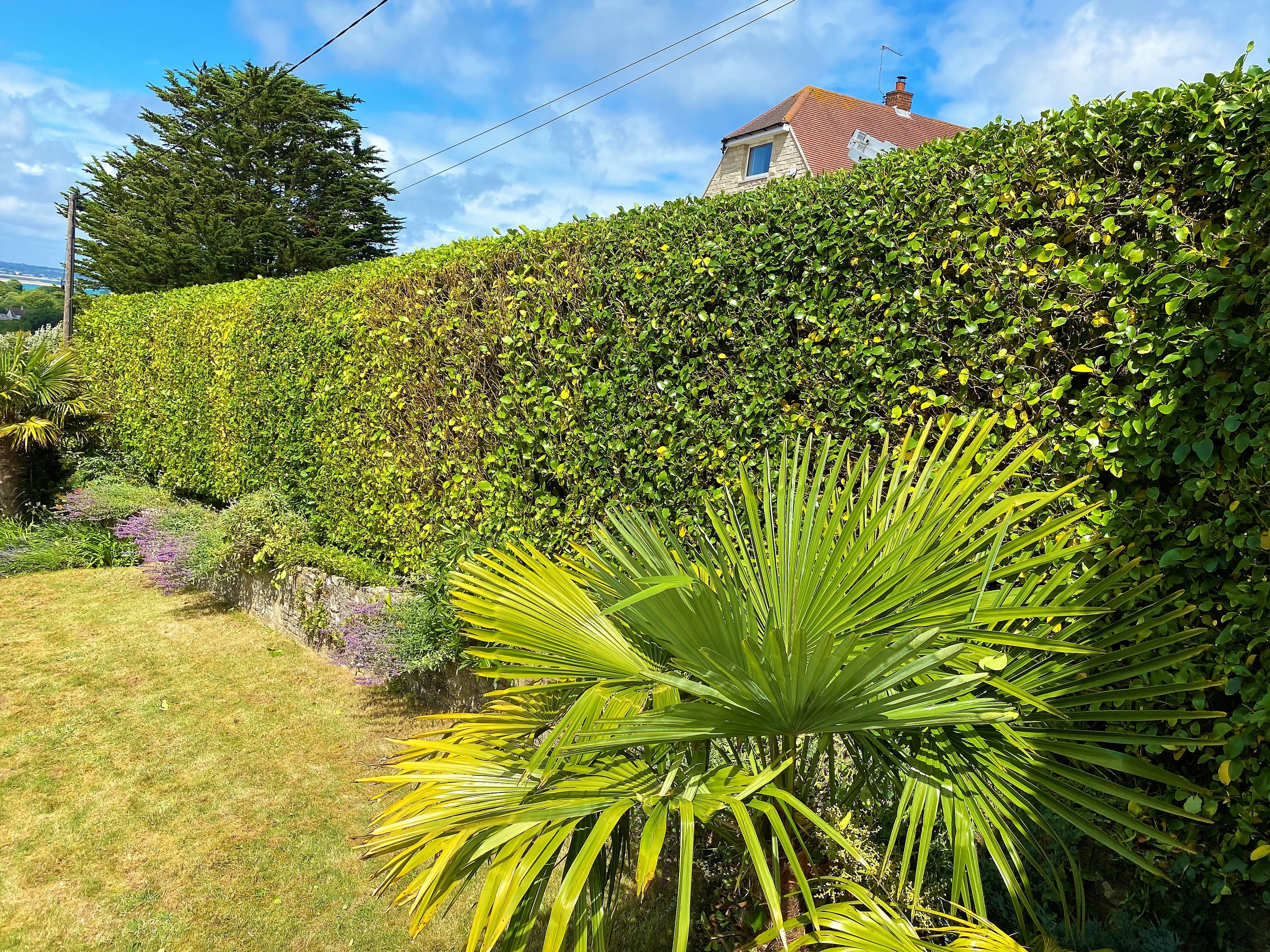 Hedge removal in Dorchester, Weymouth & Portland at Dorset Treeworx Ltd