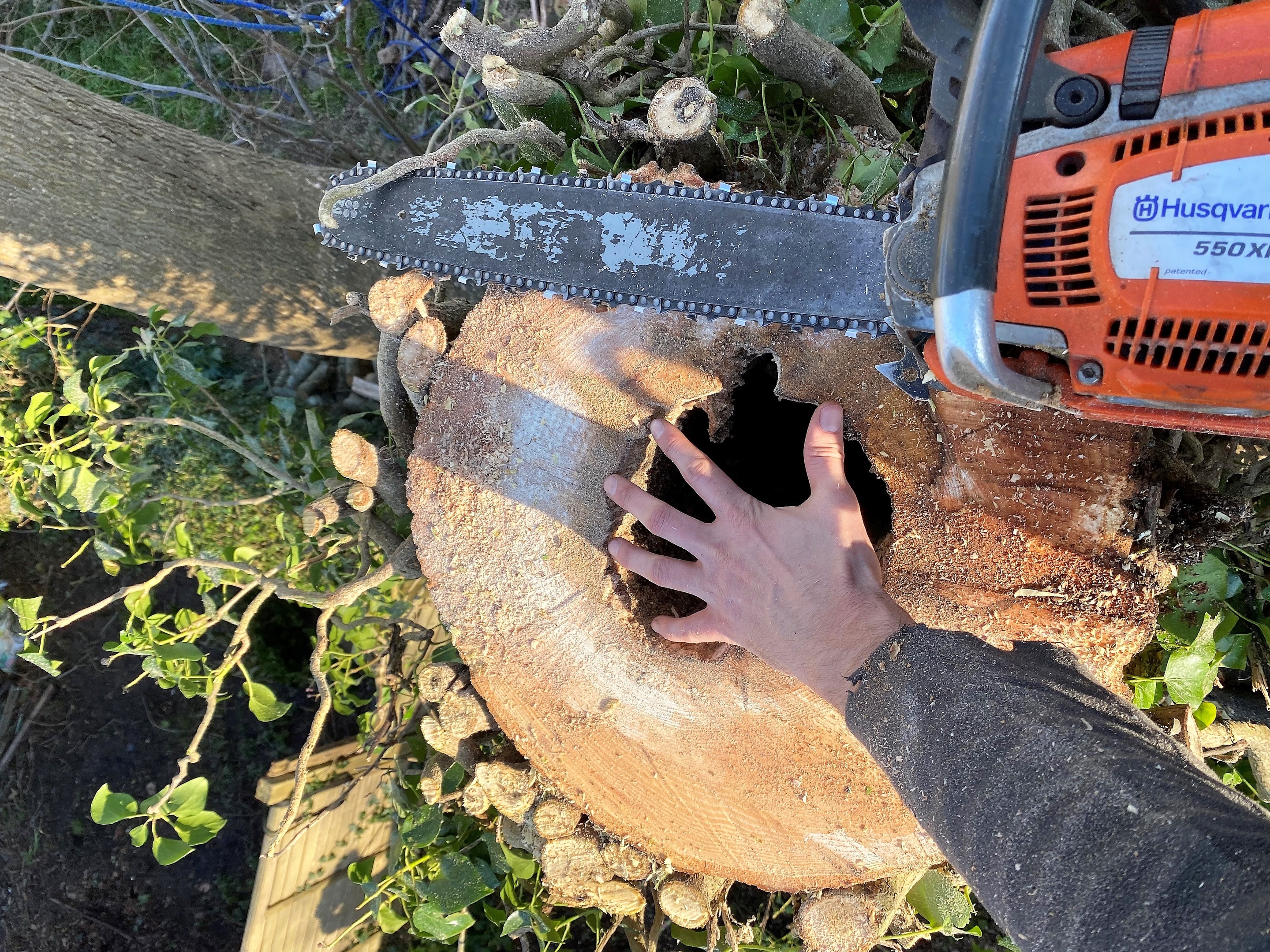 Tree removal in Dorchester, Weymouth & Portland. Tree services near me offering tree care, tree removal, tree stump grinding, hedge trimming for private and commercial clients at Dorset Treeworx Ltd.