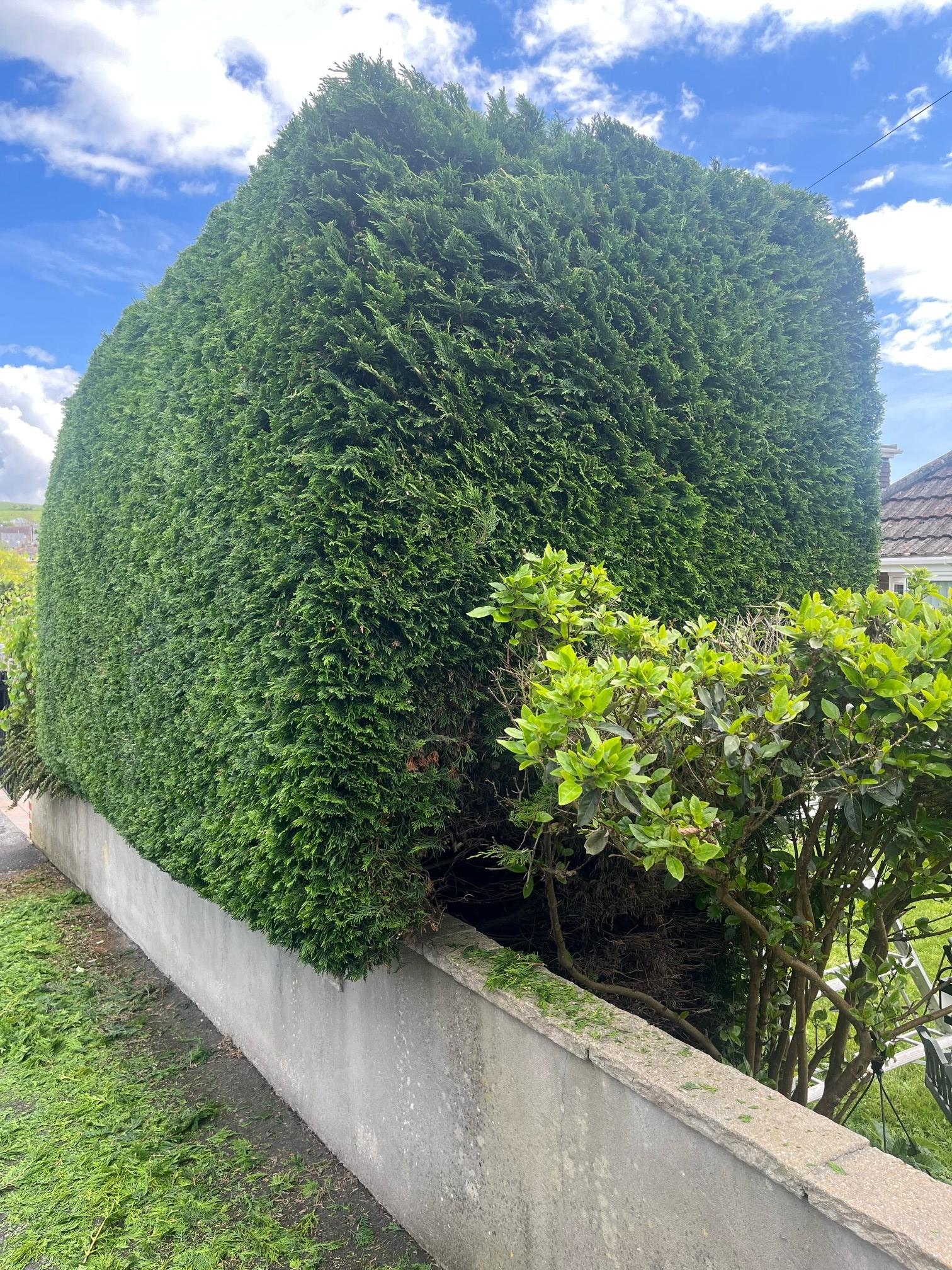 Hedge trimming, hedge reduction, hedge removal and hedge stump grinding in Dorchester and Weymouth in Dorset