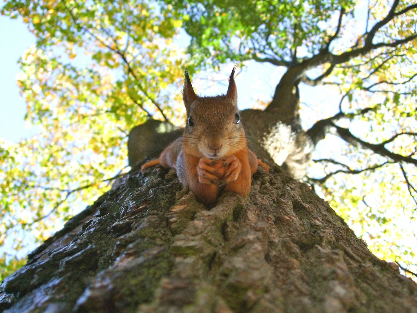 Tree surgeon review in dorchester at Dorset Treeworx Ltd