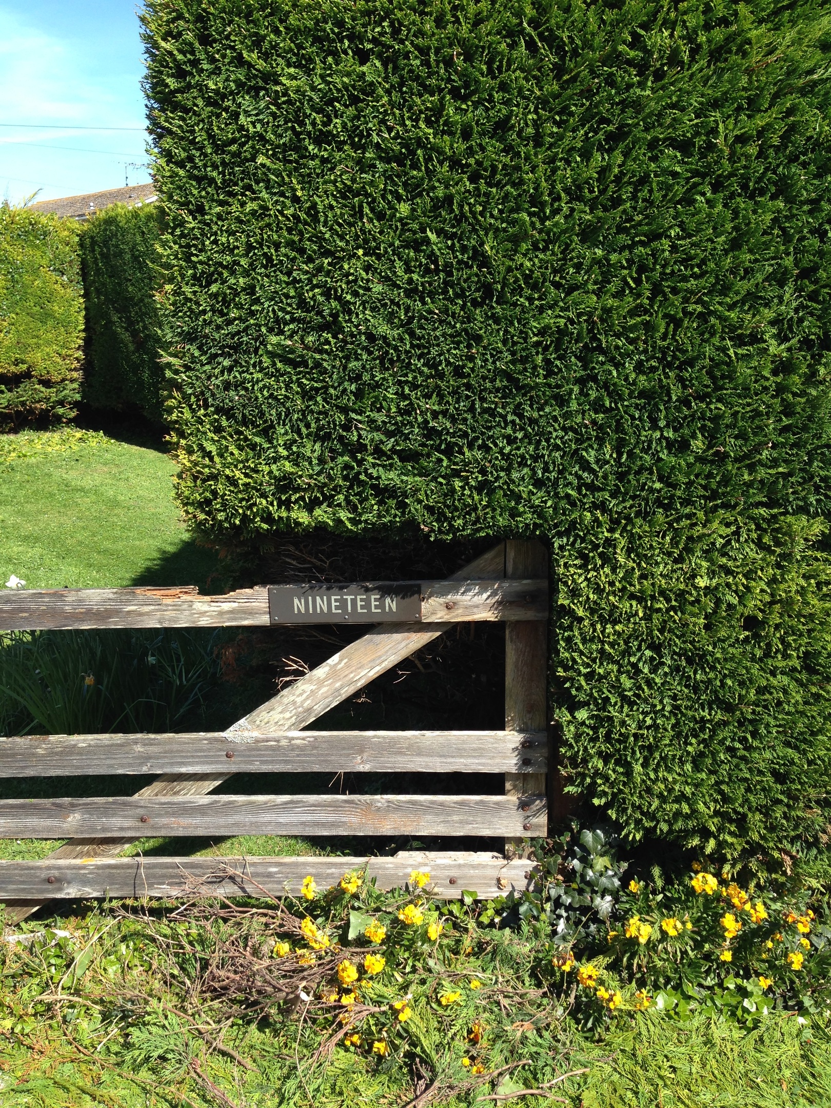 Hedge trimming Dorchester, Weymouth & Portland. Tree services near me offering tree care, tree removal, tree stump grinding, hedge trimming for private and commercial clients at Dorset Treeworx Ltd.