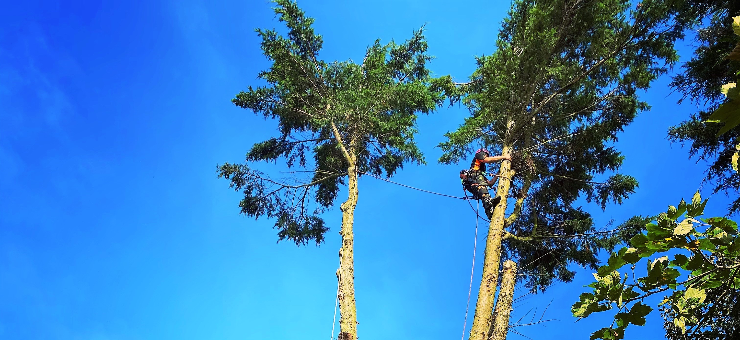 Tree surgeon Dorchester, Weymouth & Portland. Tree services near me offering tree care, tree removal, tree stump grinding, hedge trimming for private and commercial clients at Dorset Treeworx Ltd.