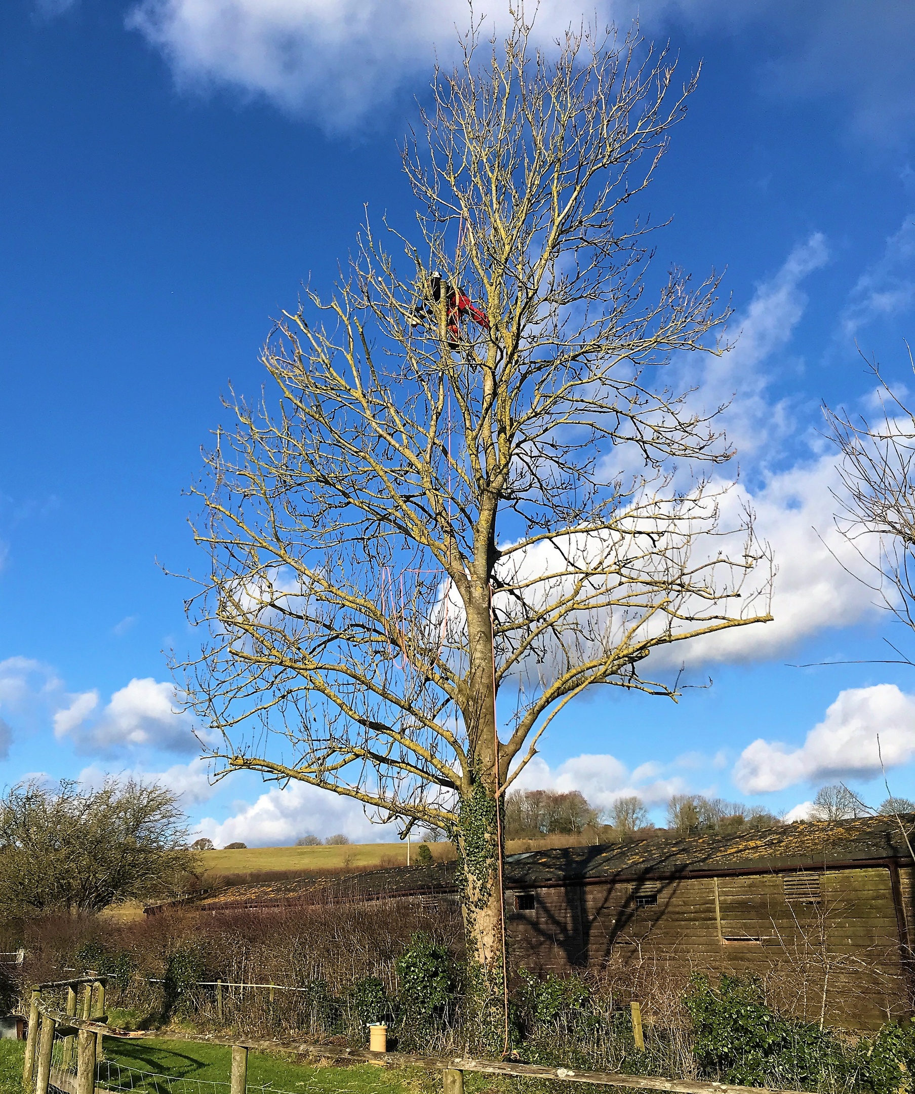 Tree crown reduction in Dorchester, Weymouth & Portland. Tree services near me offering tree care, tree removal, tree stump grinding, hedge trimming for private and commercial clients at Dorset Treeworx Ltd.
