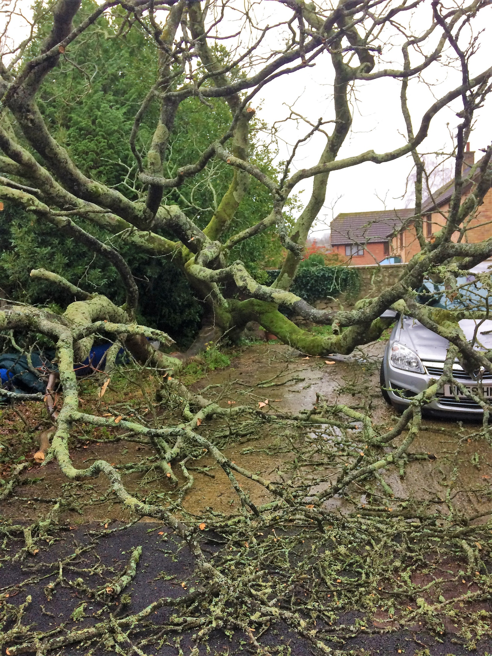 Emergency tree surgeon Dorchester, Weymouth & Portland. Tree services near me offering tree care, tree removal, tree stump grinding, hedge trimming for private and commercial clients at Dorset Treeworx Ltd.