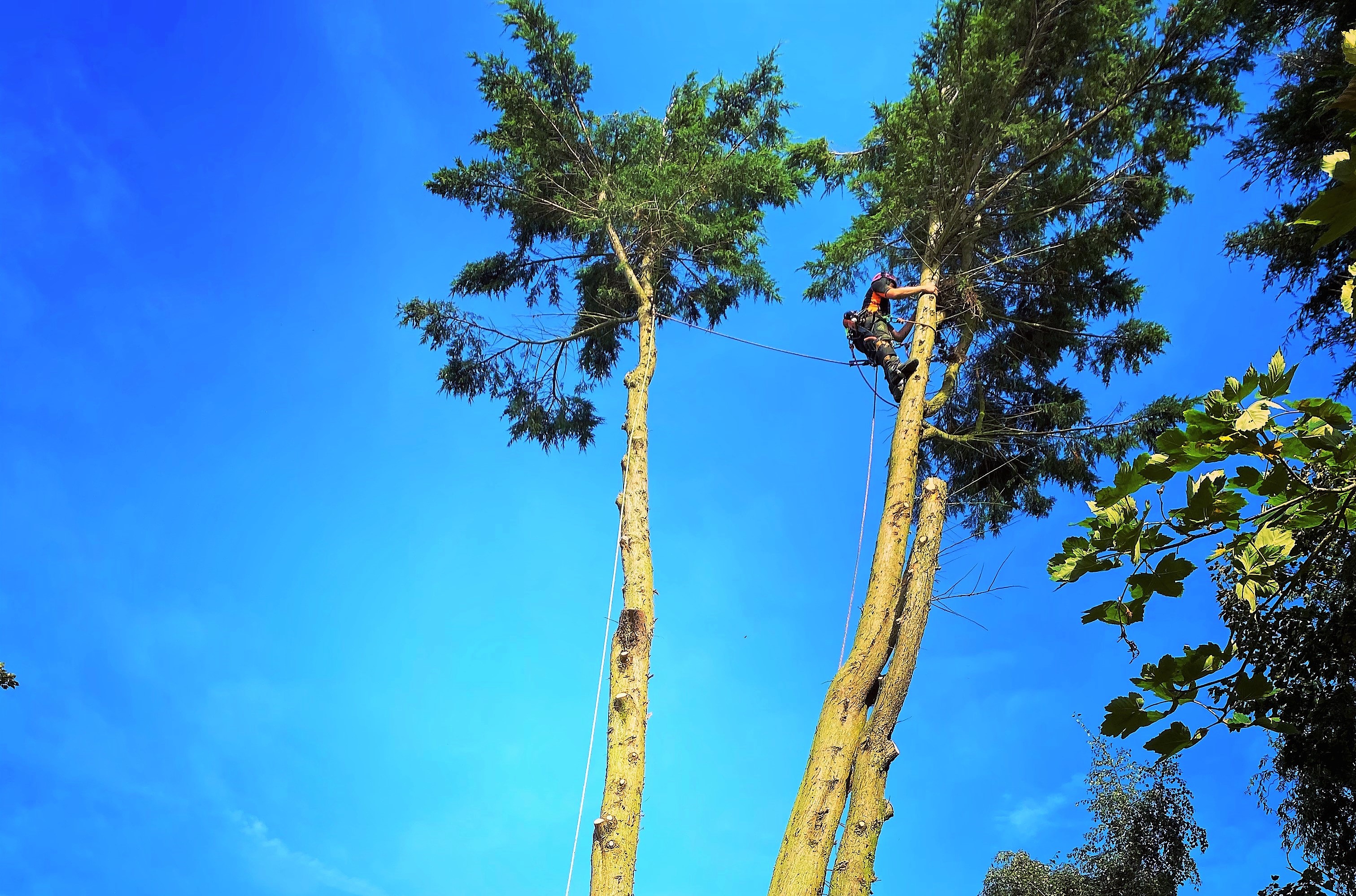 Dorchester tree surgeon team in south Dorset covering Dorchester town and surrounding village areas. Professional arborist team offering tree care, tree removal, tree felling, hedge trimming, hedge removal, stump grinding services.