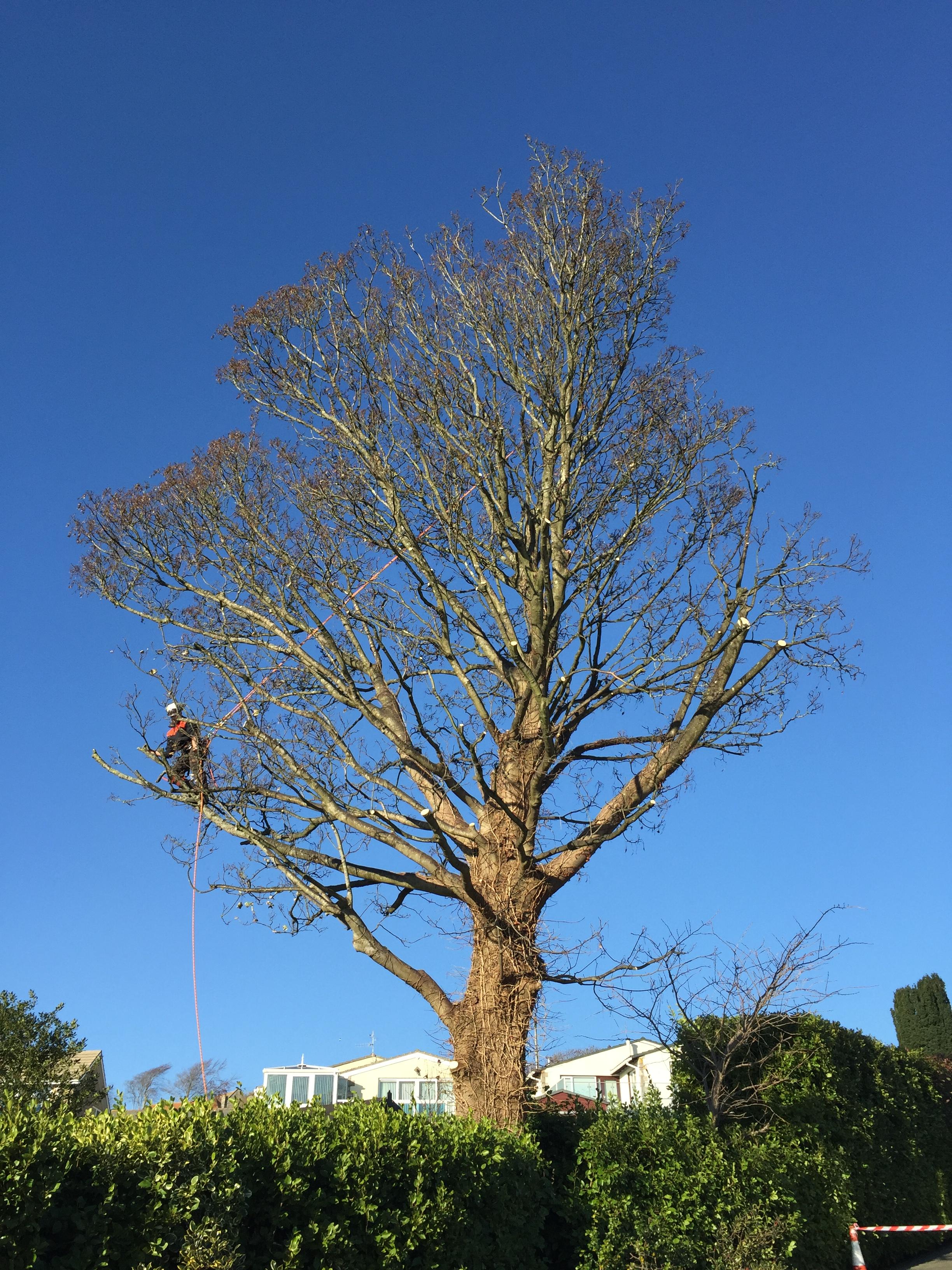 Tree crown reduction Dorchester, Weymouth & Portland. Tree services near me offering tree care, tree removal, tree stump grinding, hedge trimming for private and commercial clients at Dorset Treeworx Ltd.