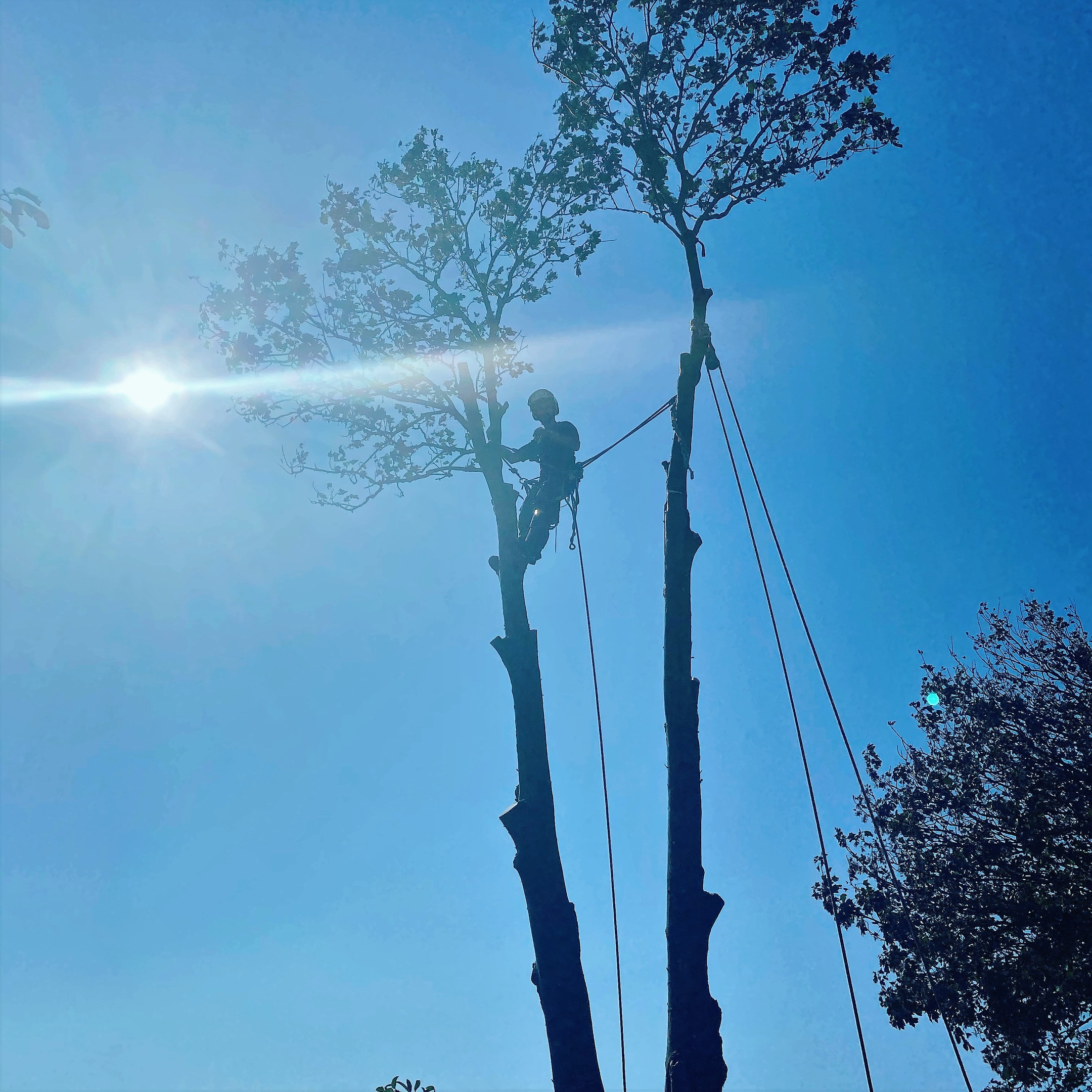 Tree felling Dorchester, Weymouth & Portland. Tree services near me offering tree care, tree removal, tree stump grinding, hedge trimming for private and commercial clients at Dorset Treeworx Ltd.