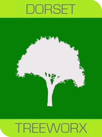 Tree surgeon Dorchester, Weymouth & Portland. Tree services near me offering tree care, tree removal, tree stump grinding, hedge trimming for private and commercial clients at Dorset Treeworx Ltd.
