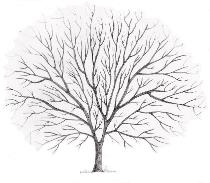 Tree crown reduction in Dorchester, Weymouth & Portland at Dorset Treeworx Ltd