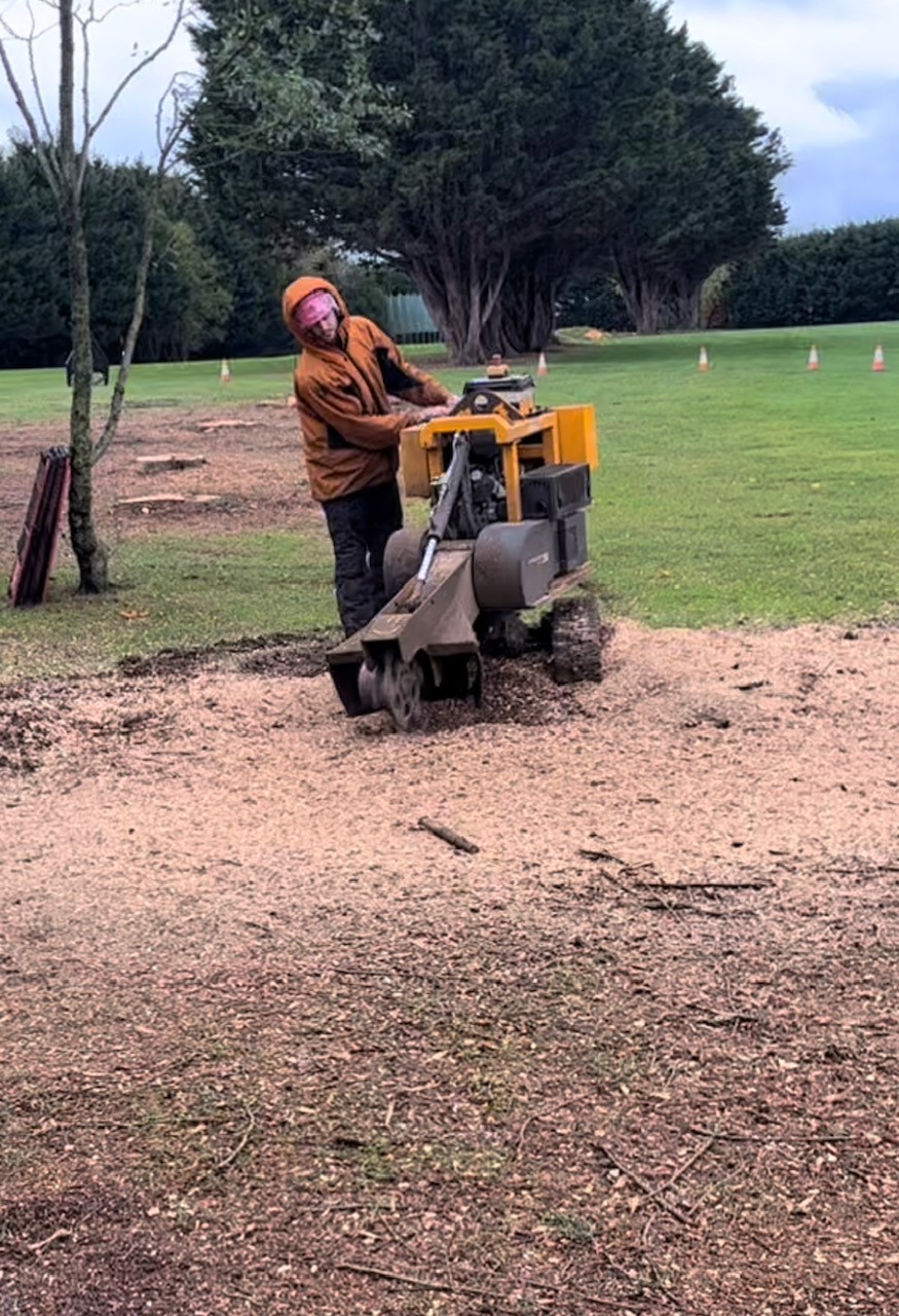 Tree stump removal by stump grinding in Dorchester, Weymouth & Portland. Tree services near me offering tree care, tree removal, tree stump grinding, hedge trimming for private and commercial clients at Dorset Treeworx Ltd.