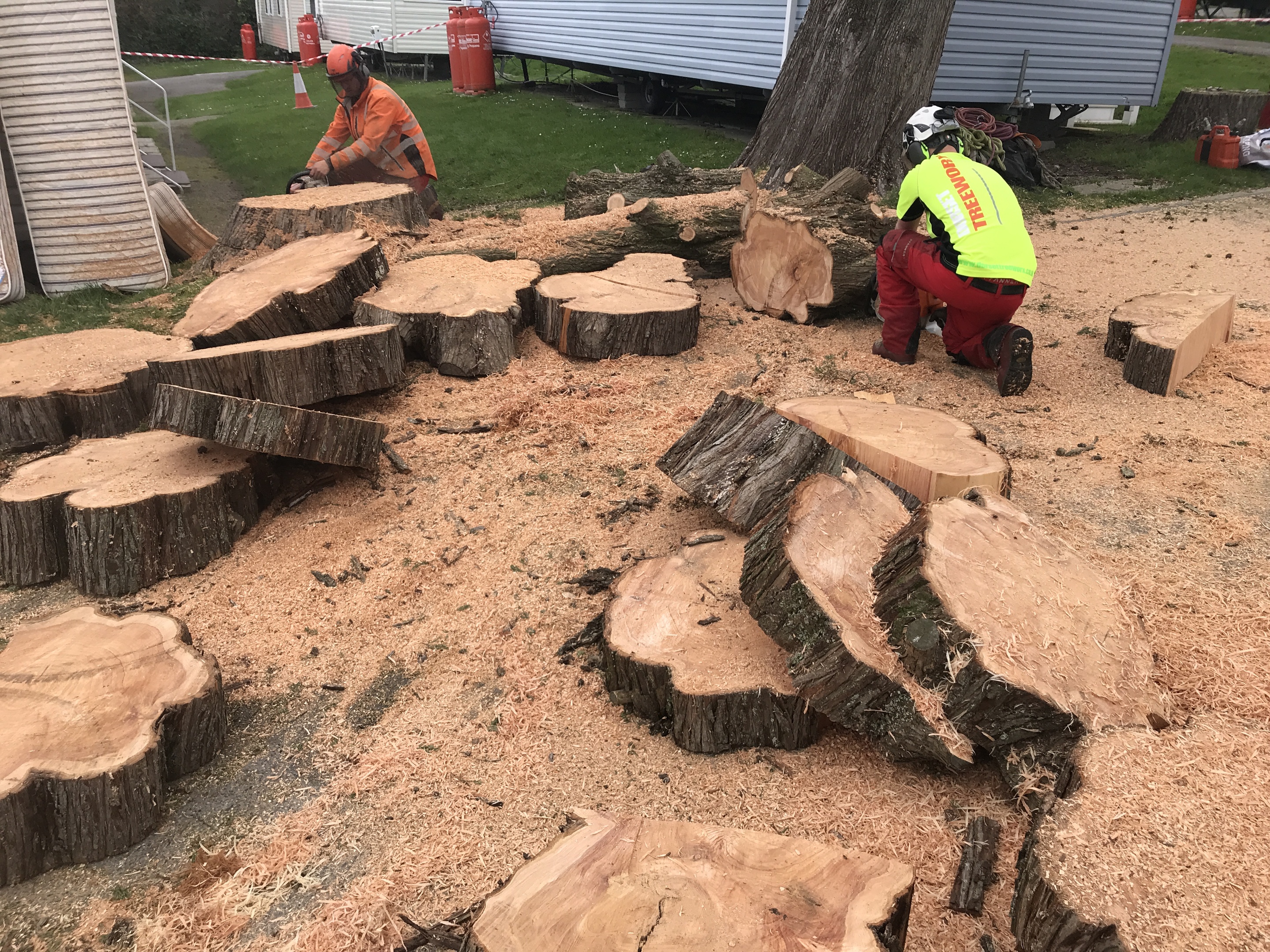 Tree surgeon Dorchester, Weymouth & Portland. Tree services near me offering tree care, tree removal, tree stump grinding, hedge trimming for private and commercial clients at Dorset Treeworx Ltd.