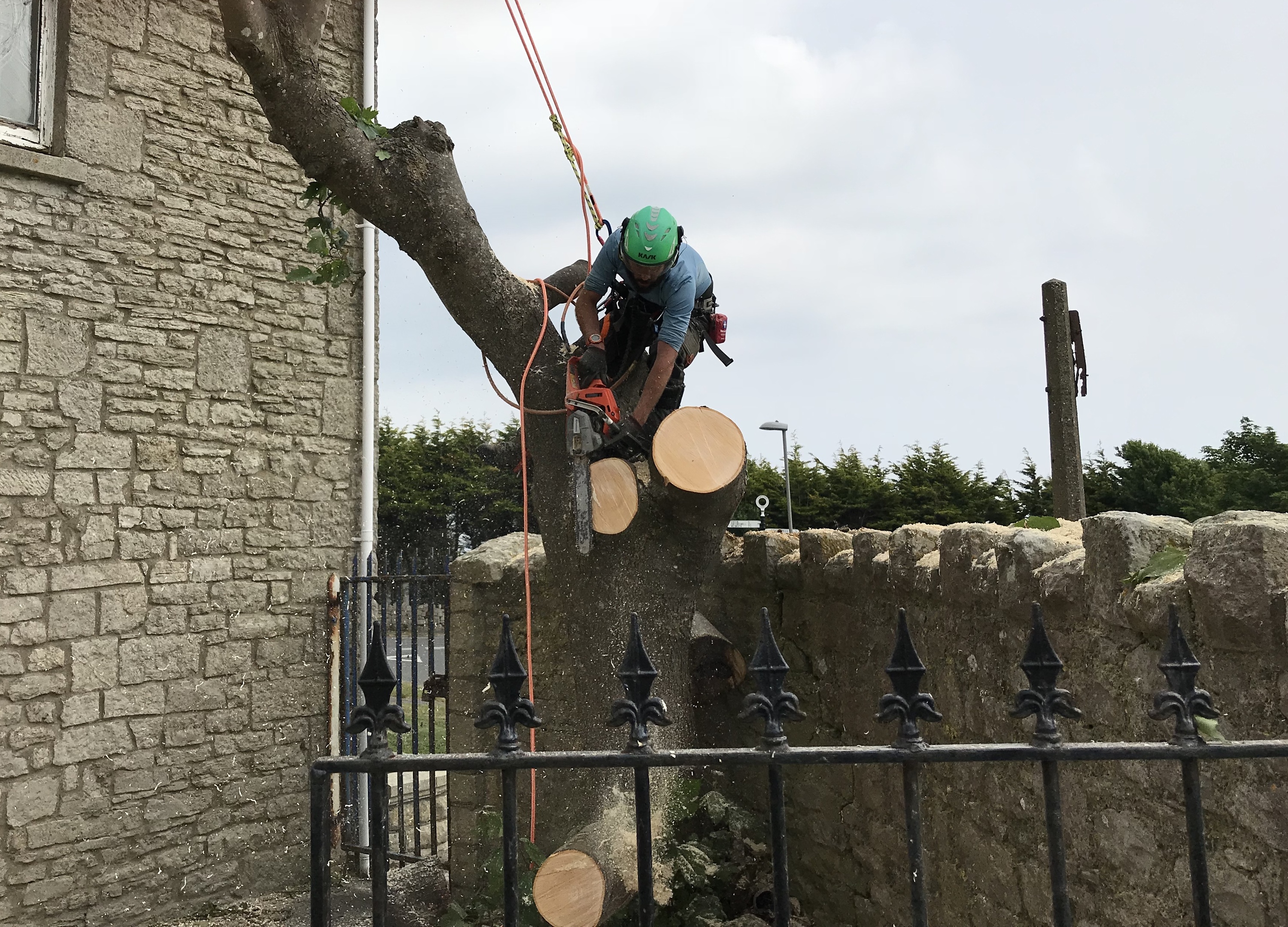 Tree surgeon Dorchester, Weymouth & Portland. Tree services near me offering tree care, tree removal, tree stump grinding, hedge trimming for private and commercial clients at Dorset Treeworx Ltd.