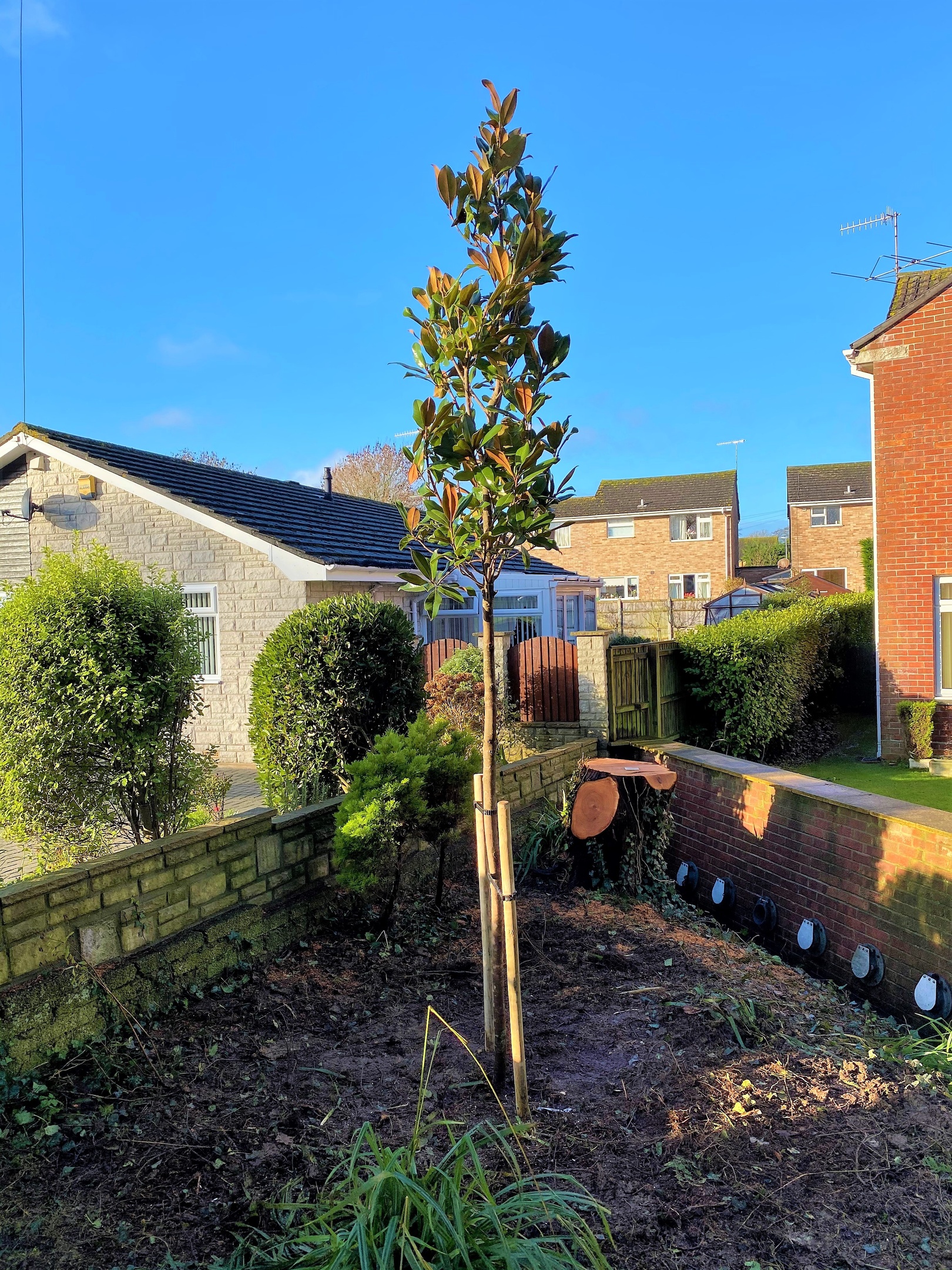 Tree planting service at Dorset Treeworx Ltd