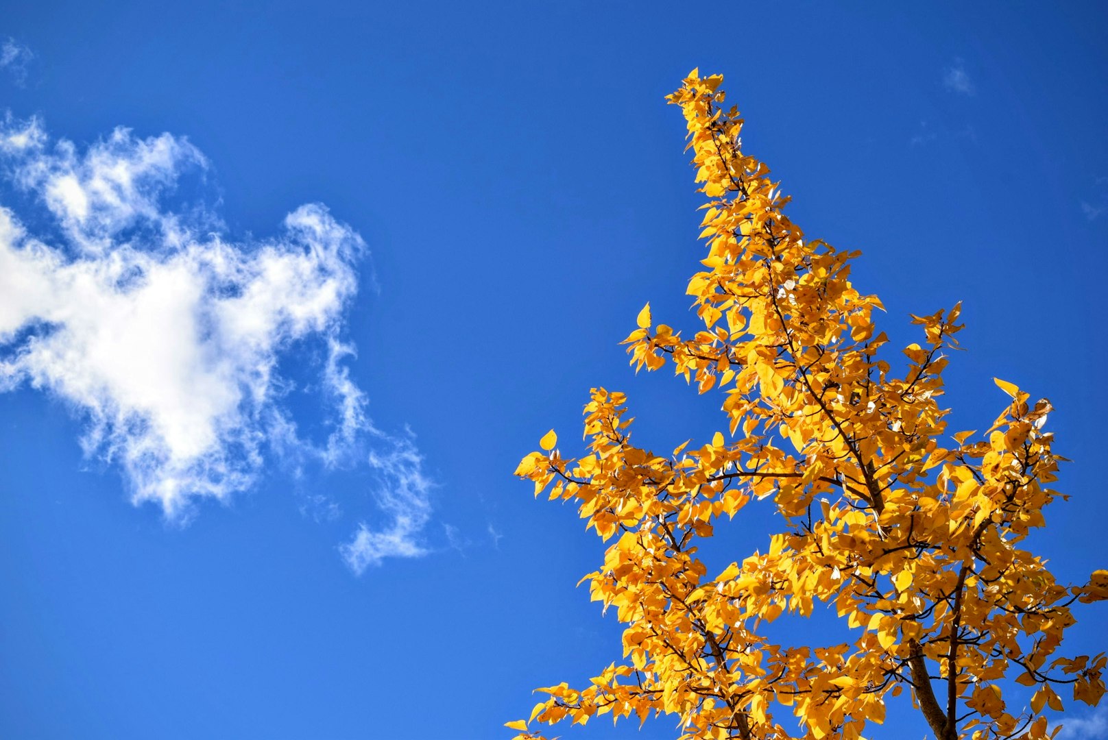 Tree surgeon review in weymouth at Dorset Treeworx Ltd