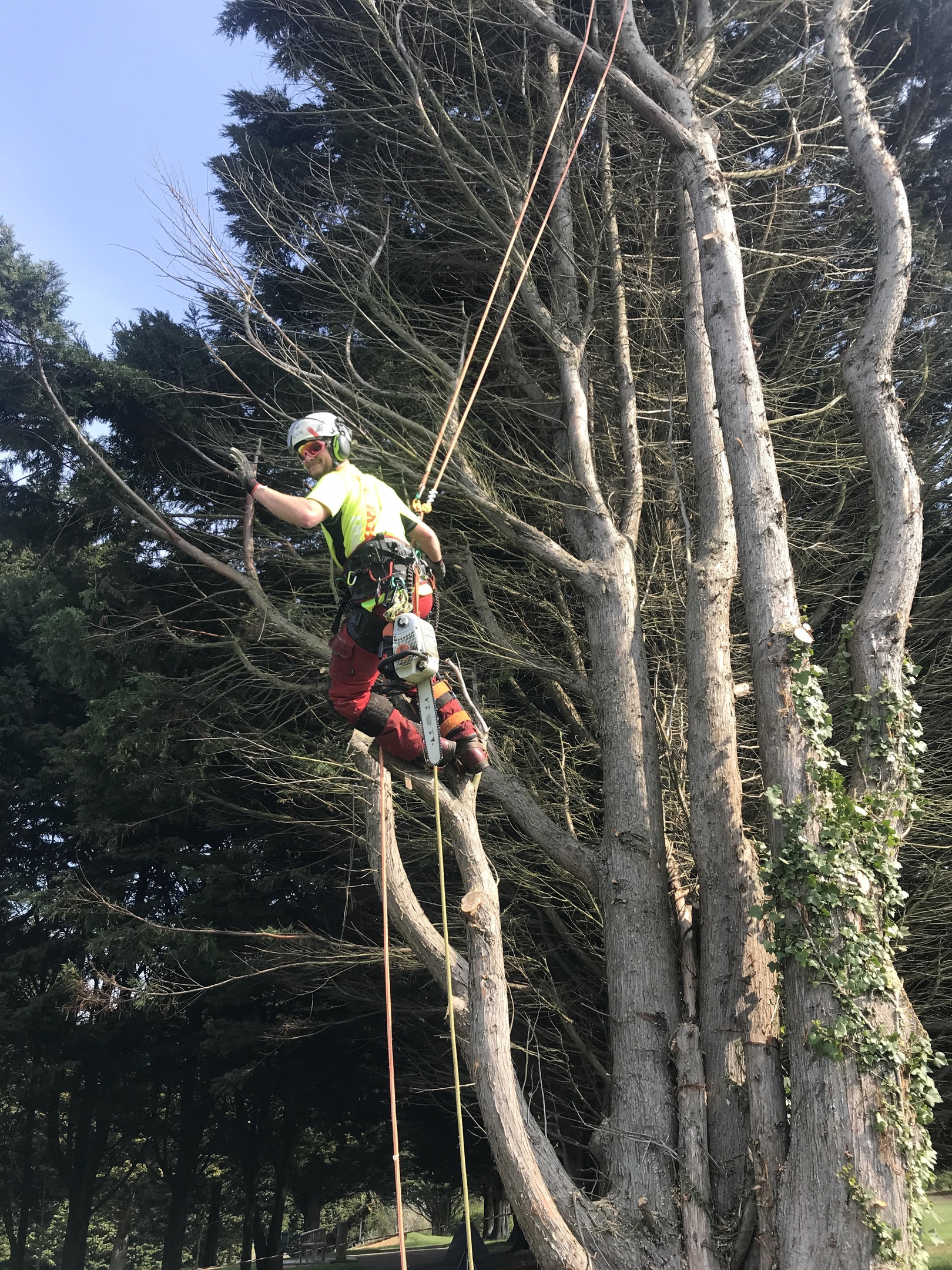 Tree removal Dorchester, Weymouth & Portland. Tree services near me offering tree care, tree removal, tree stump grinding, hedge trimming for private and commercial clients at Dorset Treeworx Ltd.