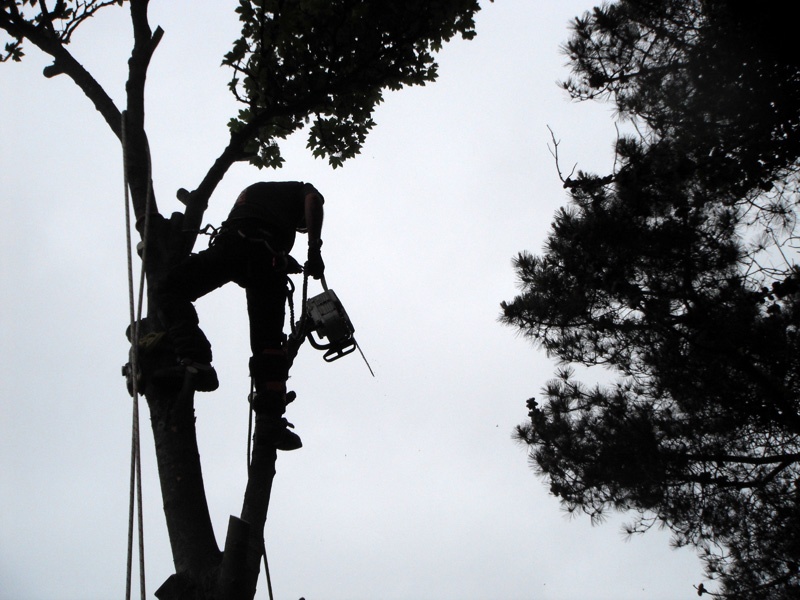 Tree surgery in Dorchester, Weymouth & Portland. Tree services near me offering tree care, tree removal, tree stump grinding, hedge trimming for private and commercial clients at Dorset Treeworx Ltd.