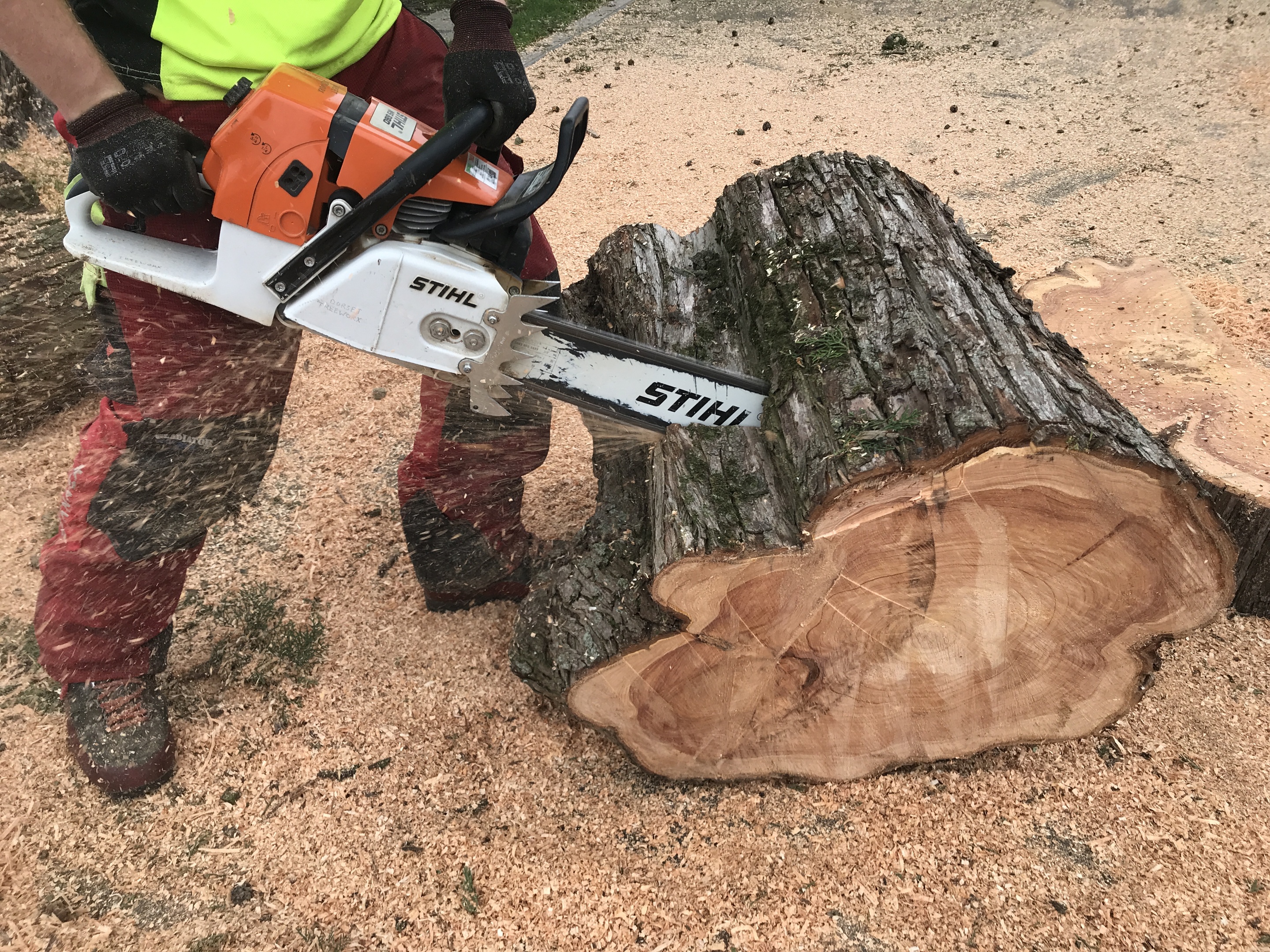 Tree surgeon Dorchester, Weymouth & Portland. Tree services near me offering tree care, tree removal, tree stump grinding, hedge trimming for private and commercial clients at Dorset Treeworx Ltd.