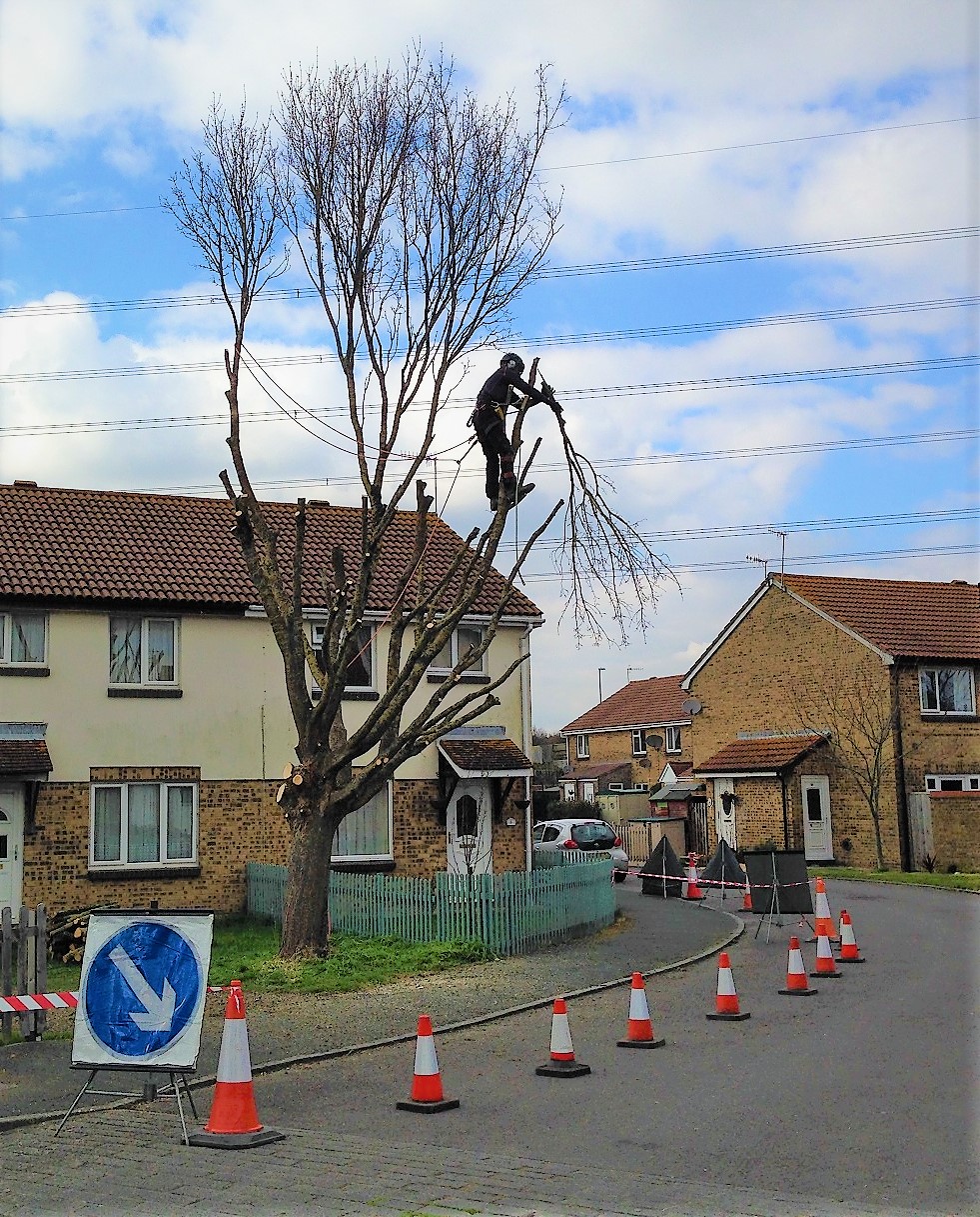 Expert tree care and garden maintenance for homes and businesses in Dorchester, Weymouth & Portland | Dorset Treeworx Ltd