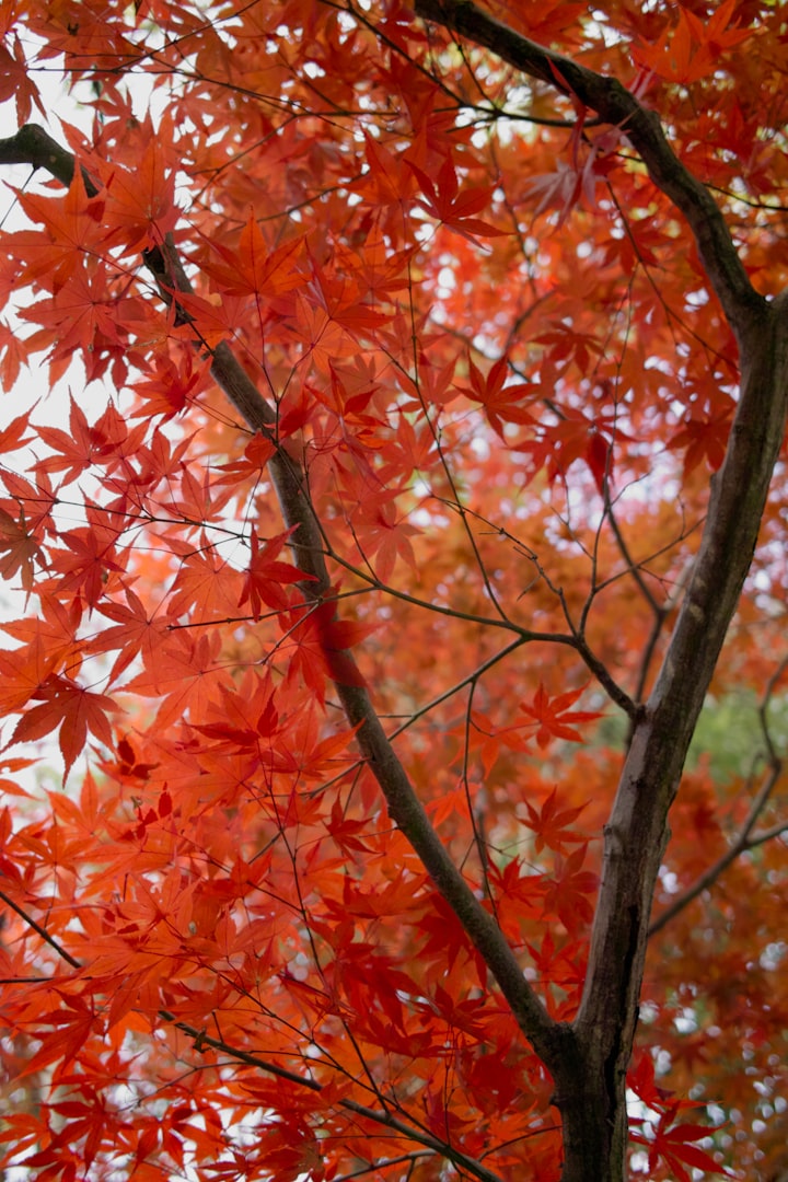 Tree surgeon reviews at Dorset Treeworx Ltd