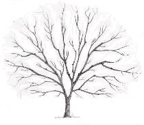 Tree crown thinning in Dorchester, Weymouth & Portland at Dorset Treeworx Ltd