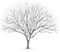 Tree crown raising in Dorchester and Weymouth & Portland at Dorset Treeworx Ltd